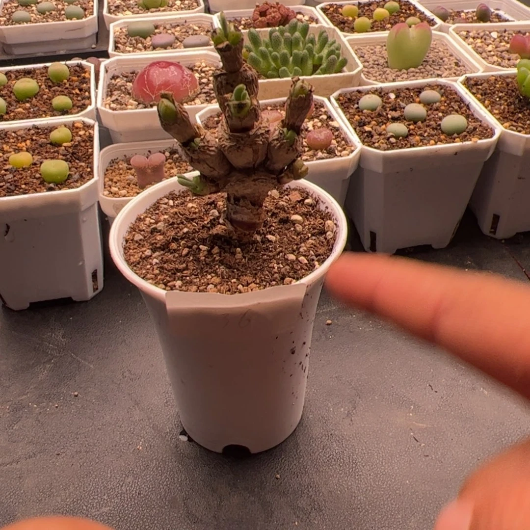 N***'9.6兔子多肉植物36
