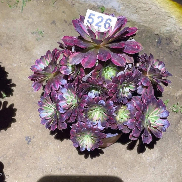 多肉植物断枝不包526黑铜壶中班