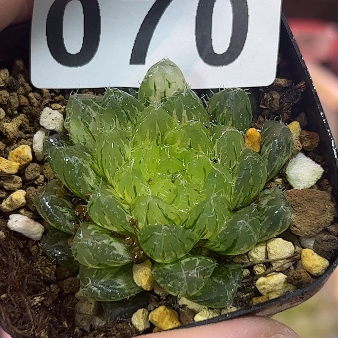 翠云锦十二卷多肉植物满