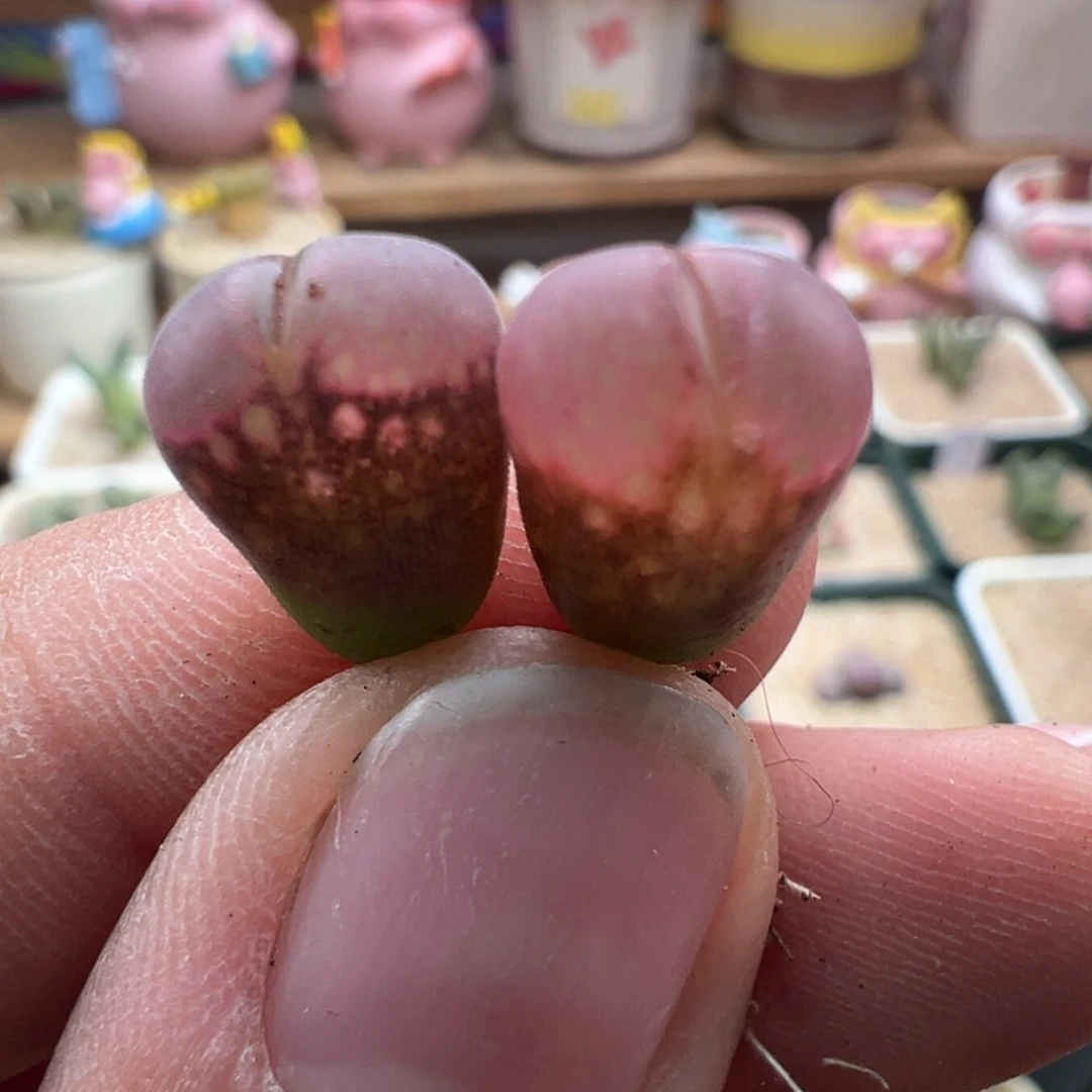 66。优选紫红C10杂贝瑞