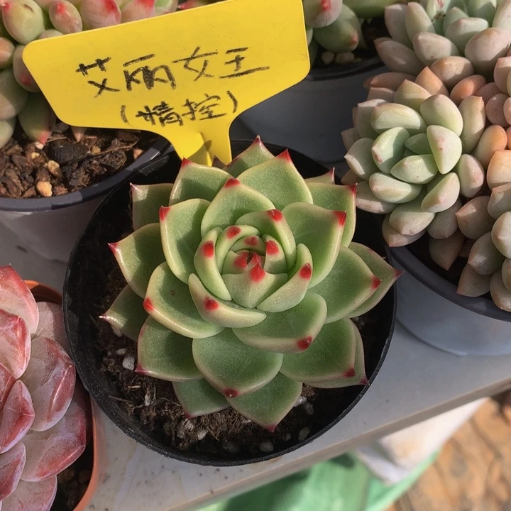 多日子和欧6262737373