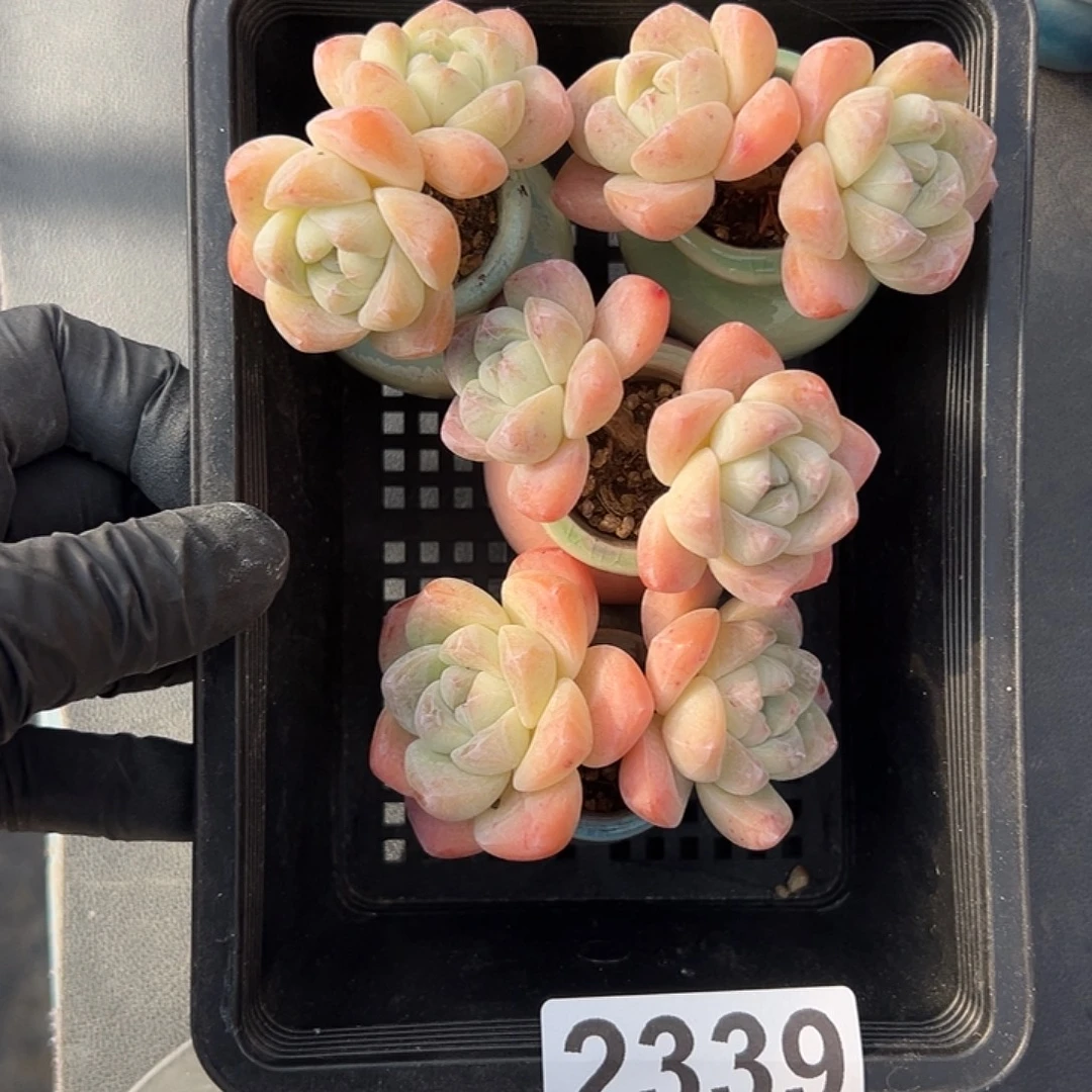 语***然2339，四个双头冰玉带盆发