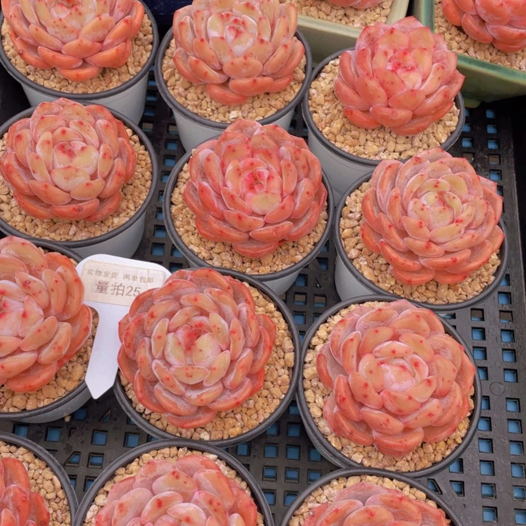 量拍25号果冻韩版仙女橙单头一个