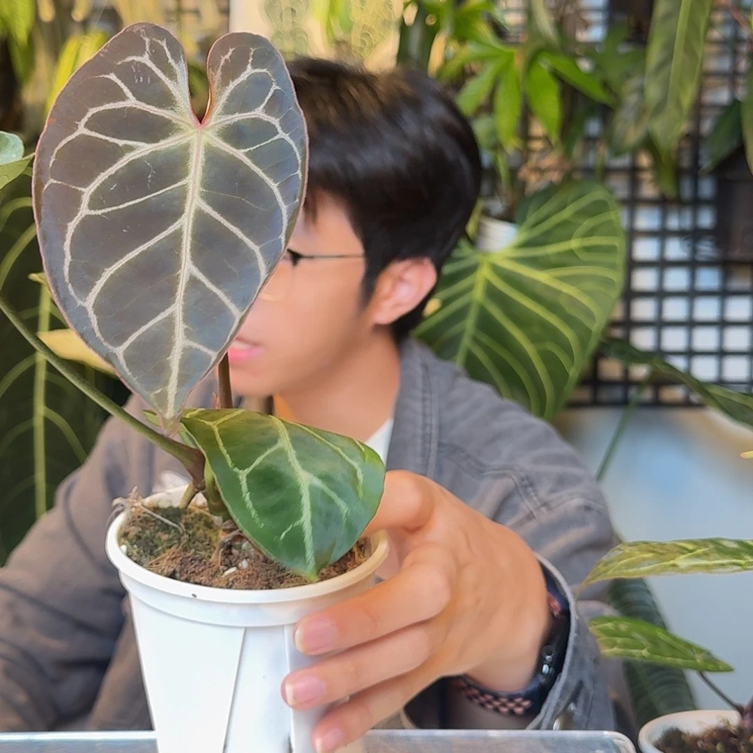 完全开放红水晶杂V155