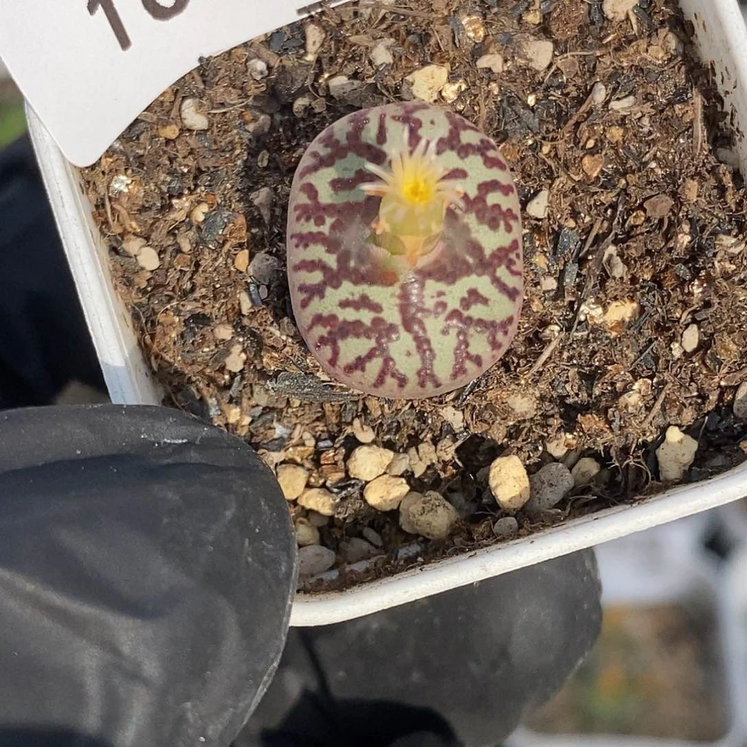 1001-99-wc霓虹安贞。