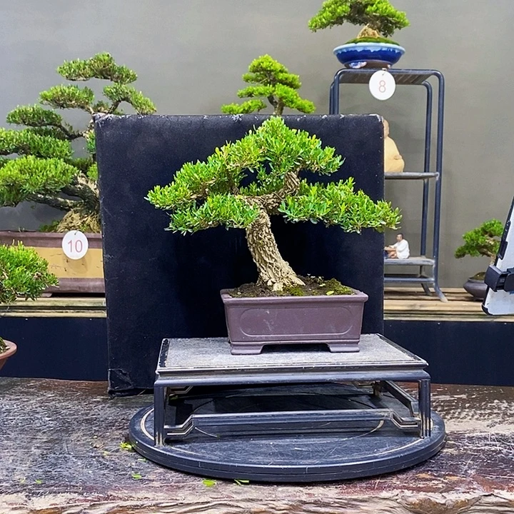 无花朵黄杨盆景四季常青