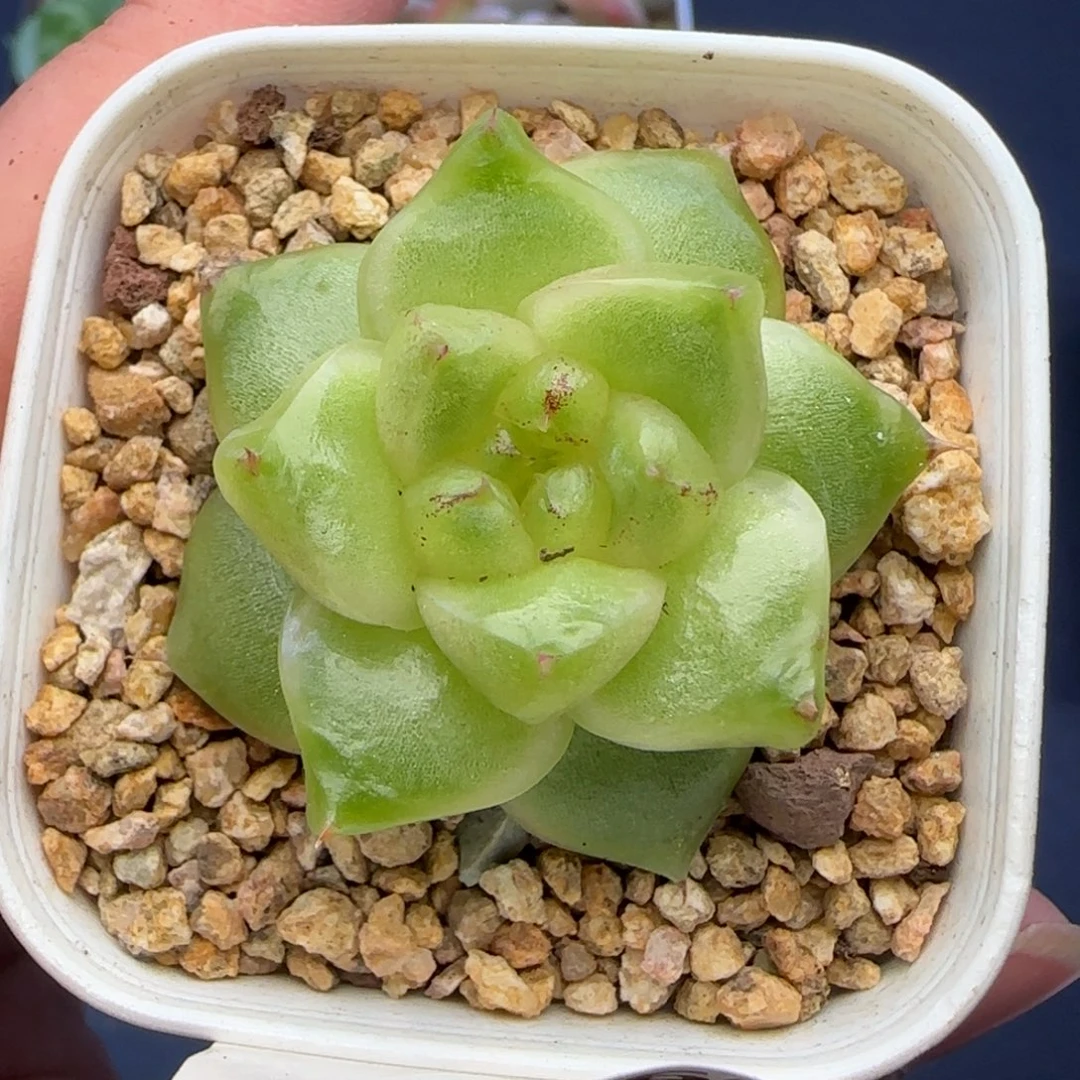 【满20包邮非偏远】260珍妮