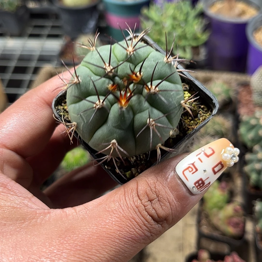 天紫玉单头发货单头发