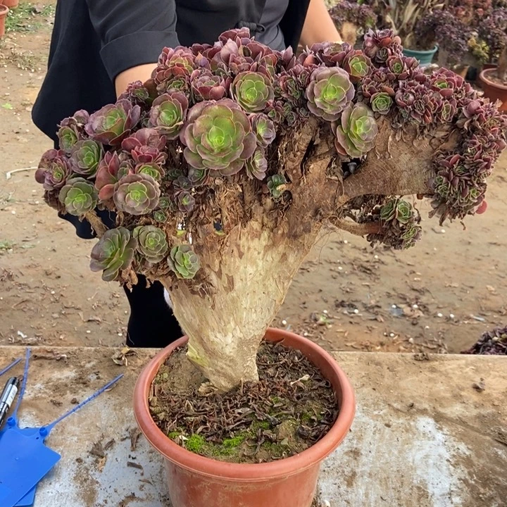 快***生277欧缀欧紫欧紫欧紫