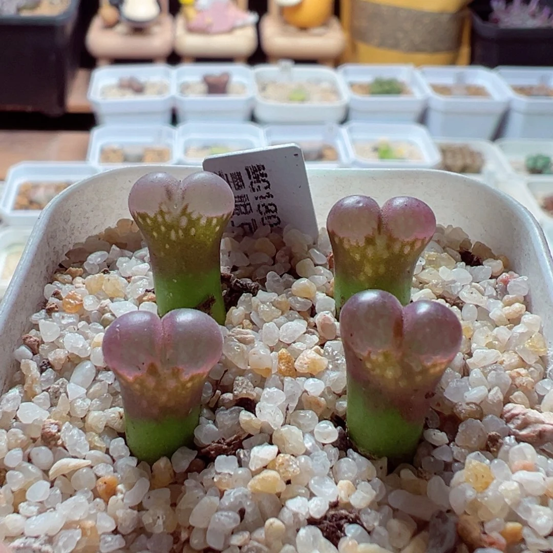 1124-281多肉多肉黑眼豆豆的