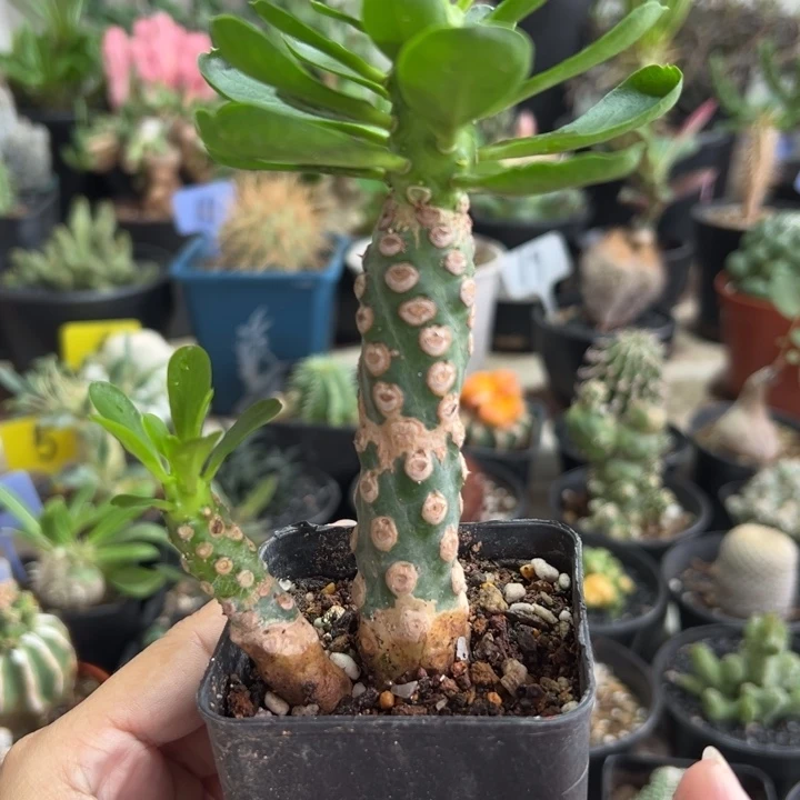 小猪佩奇无刺霸王鞭