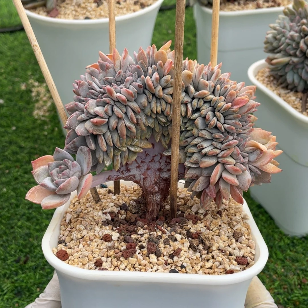 梦之雪缀化多肉植物