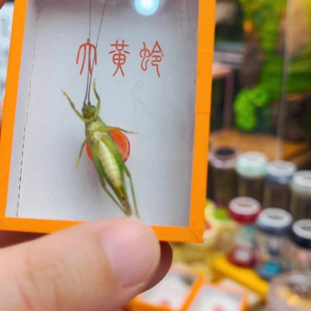 霍氏1条哈哈哈哈哈