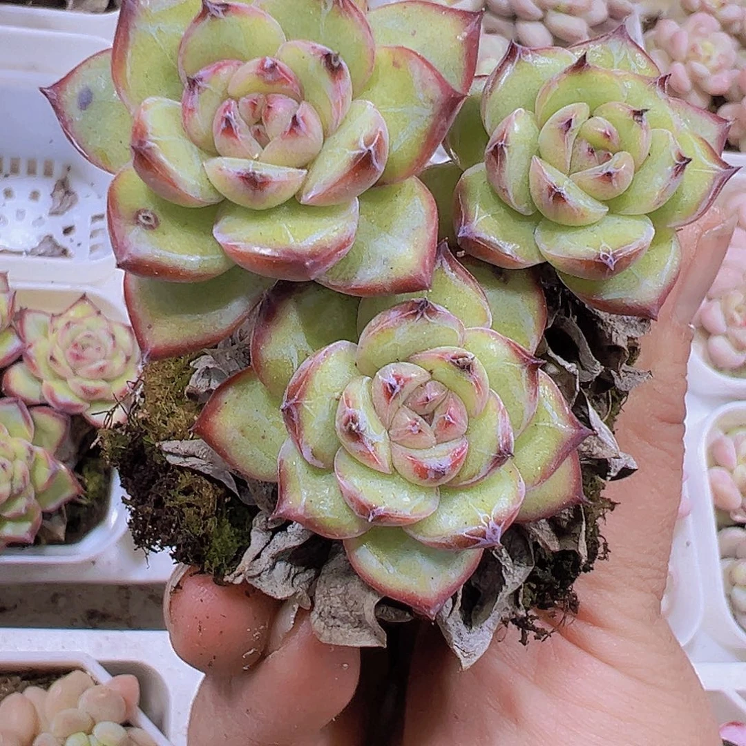 眼线笔19包邮多肉