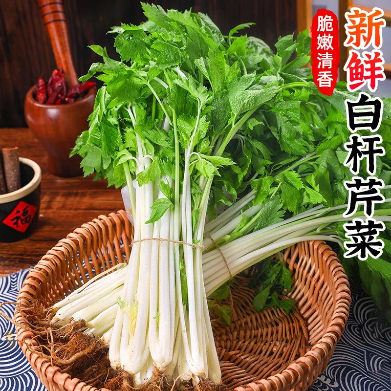 【鲜嫩爽脆】新鲜白杆芹菜1-5斤小香芹新鲜蔬菜白芹菜苗洋芹根芹