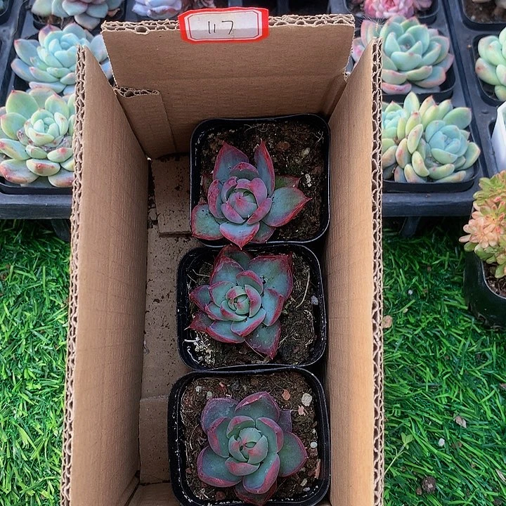 A117惊鸿仙子多肉