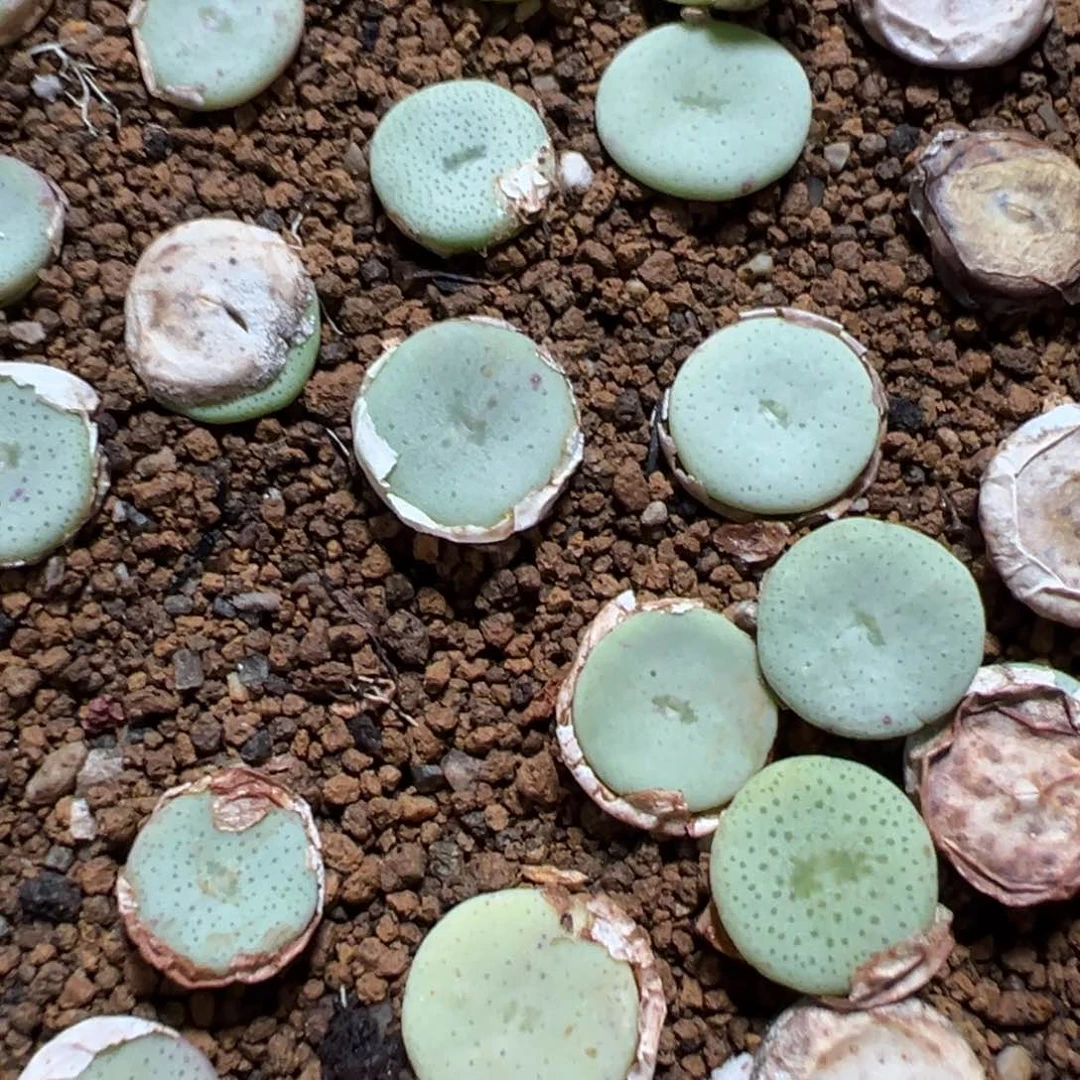 24-125量拍园艺酒杯5颗。多肉