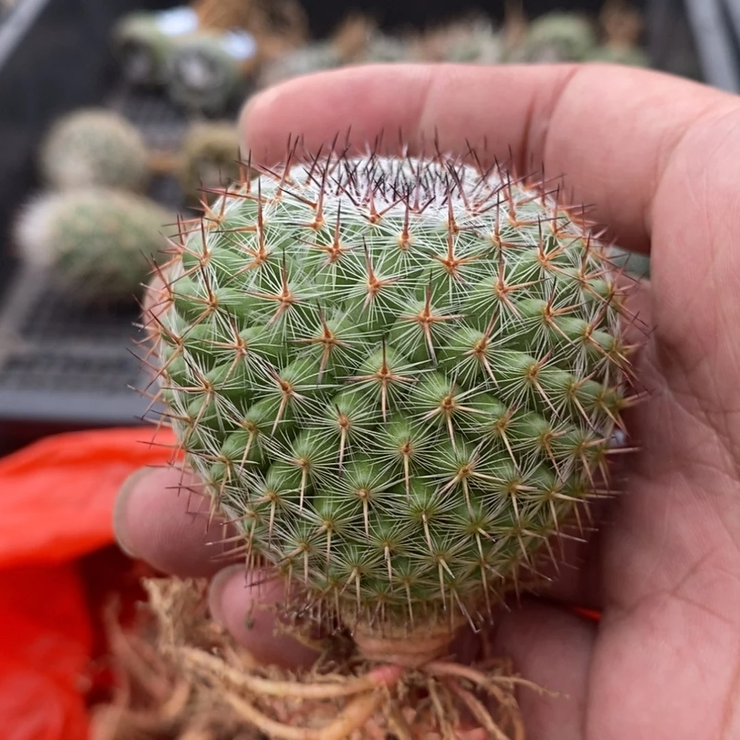 N***r植播园艺优选恋山彦
