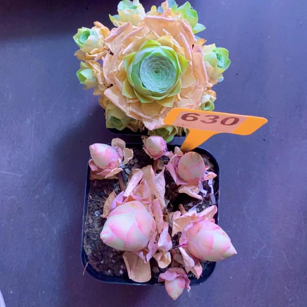 无花朵陌*630山地玫瑰一物一拍