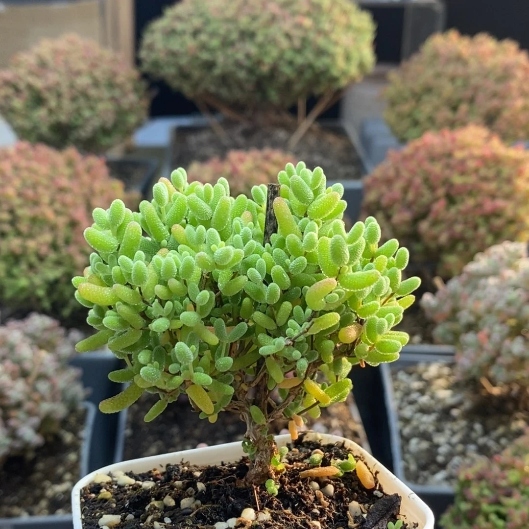 蜜橘糖球4774年后发货