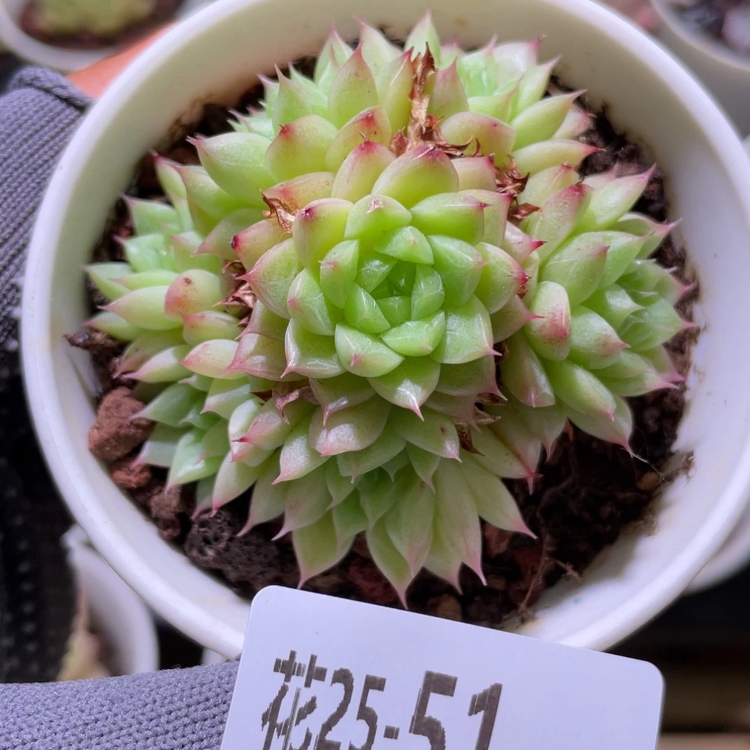 花利美 25-51海王群