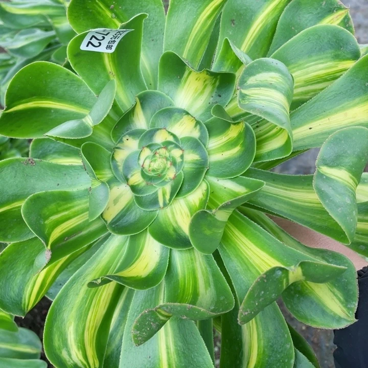 722暴君砍头12345678多肉