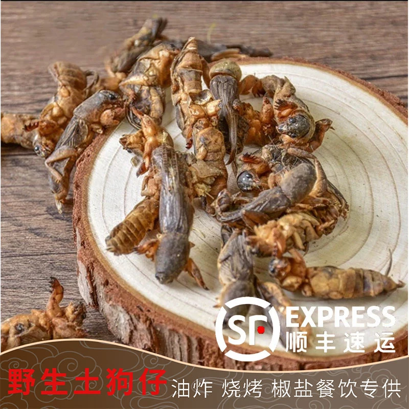 特级昆虫美食冷冻烧烤正宗野生土狗新鲜土苟仔油炸蝼蛄椒盐拉拉蛄