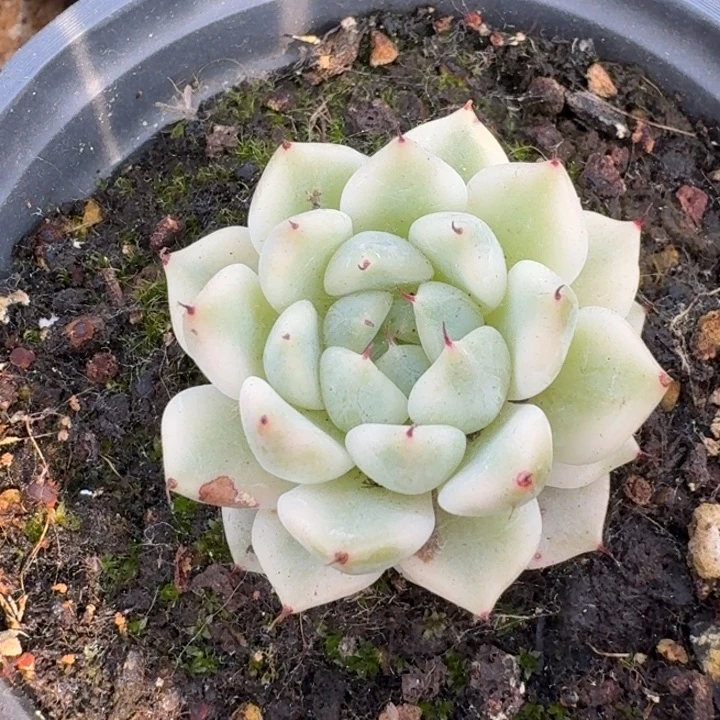 妲己锦一物一拍好看