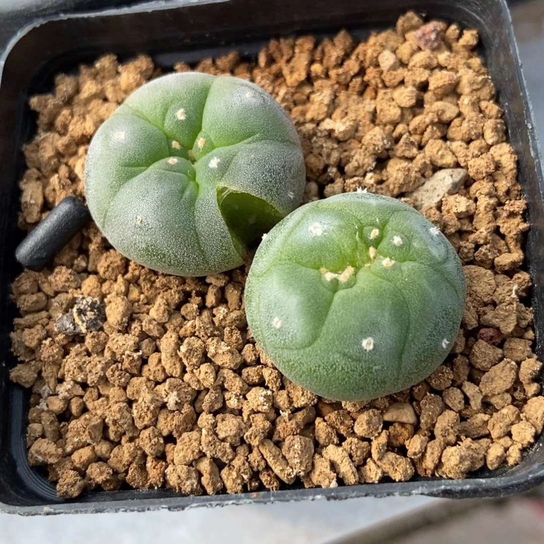 Y无刺仙人球开花
