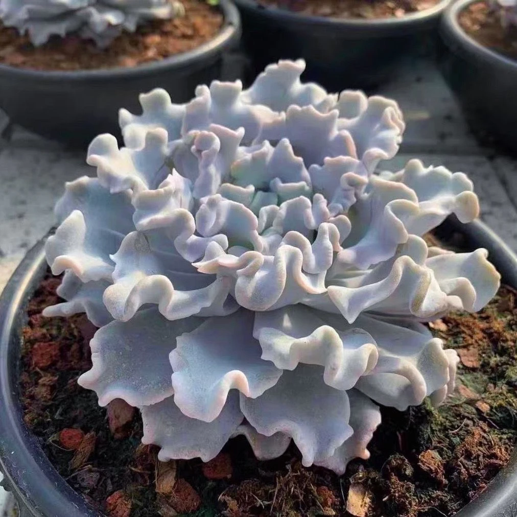 白饺子皮芭蕾舞者稀有贵货新款盆栽进口室内阳台四季好养