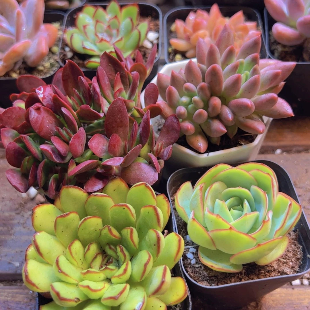 红蜻蜓 牡丹亭 灵隐 紫碟