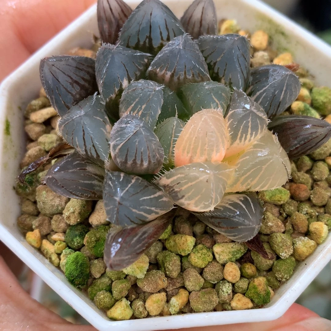 巨大痴线玉露锦，带盆