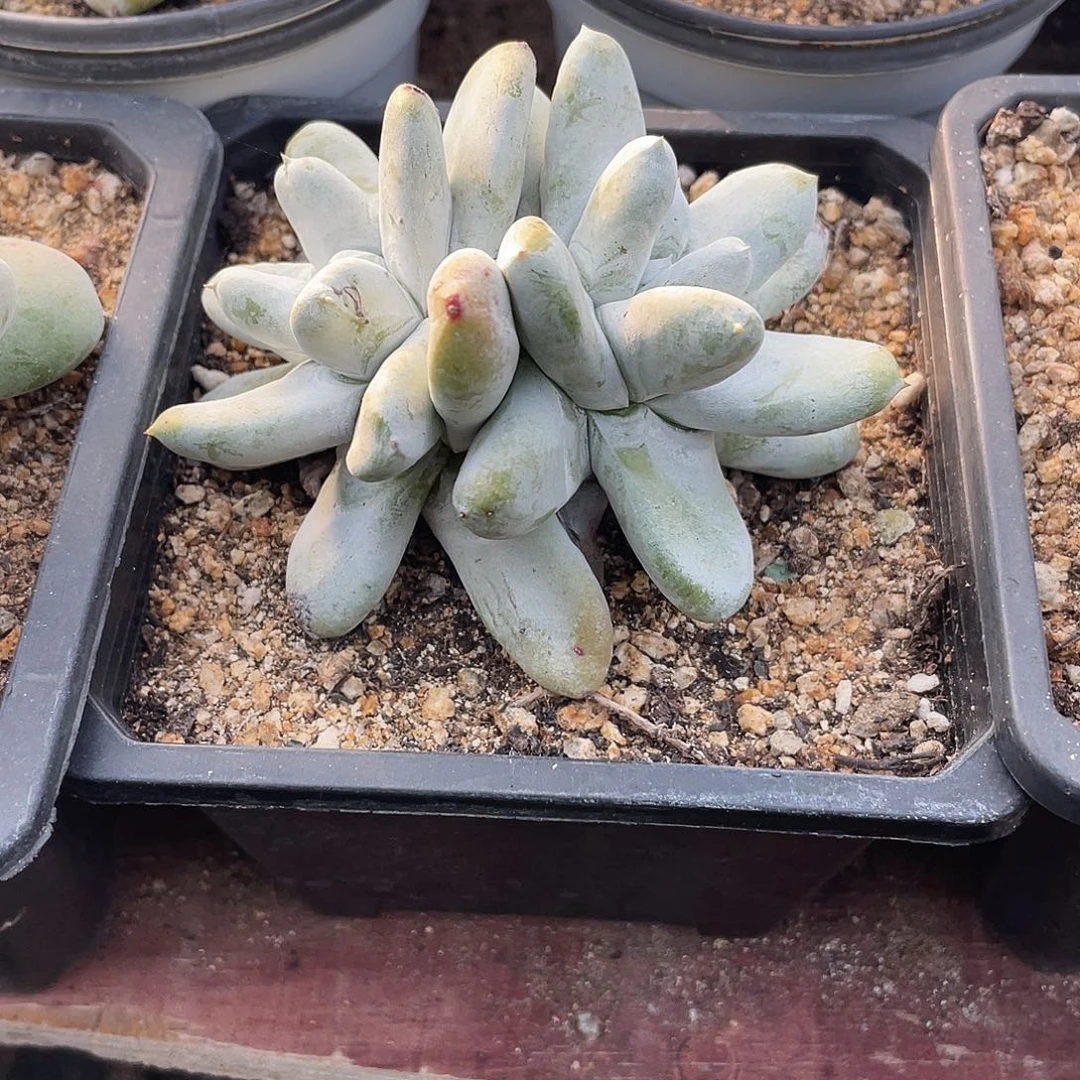 晨溪园艺仙女杯呀