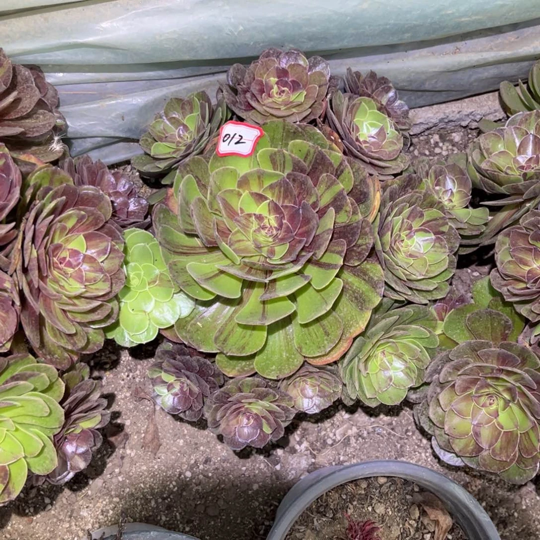 012多肉植物花月夜