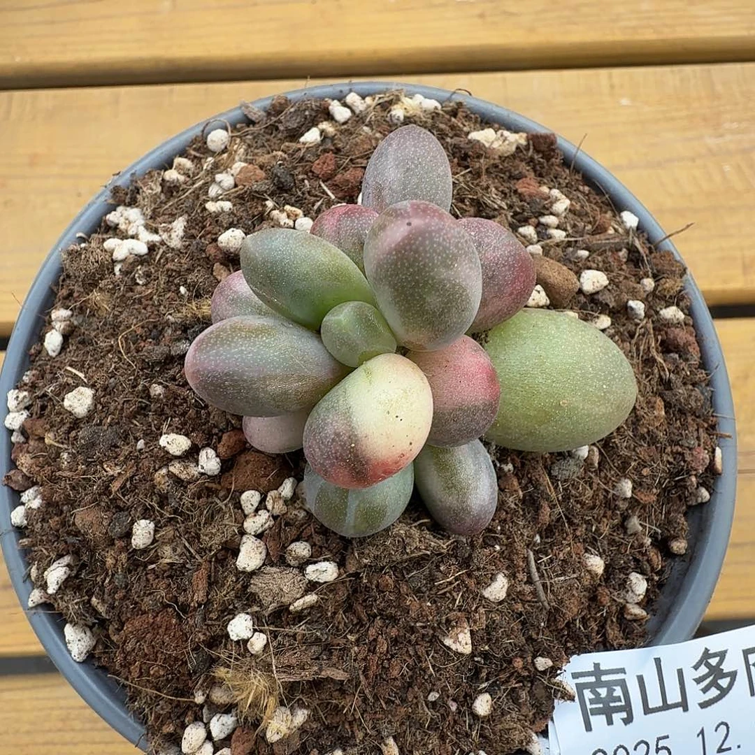 糖果美人11217-90