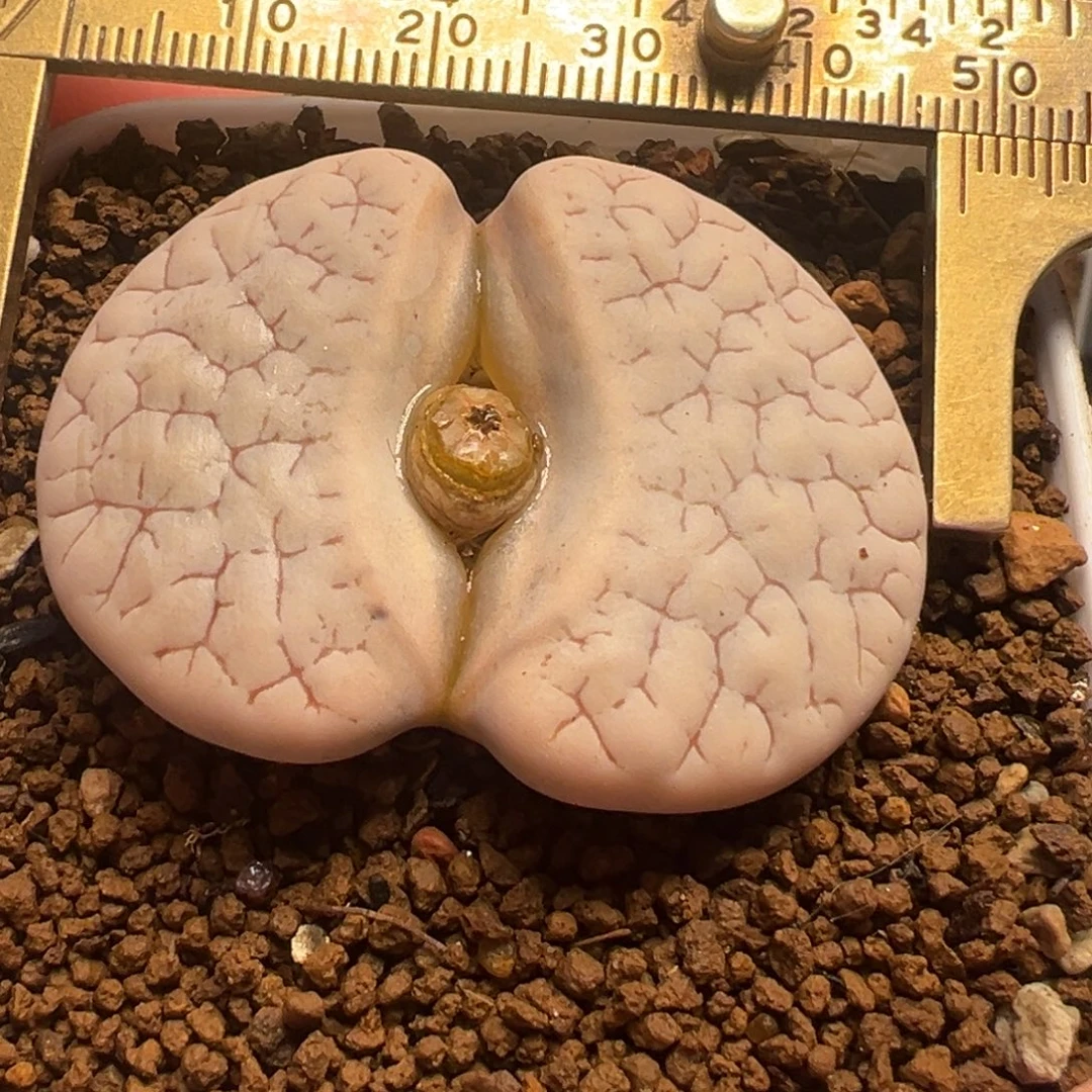 374荒玉母本带盆多肉