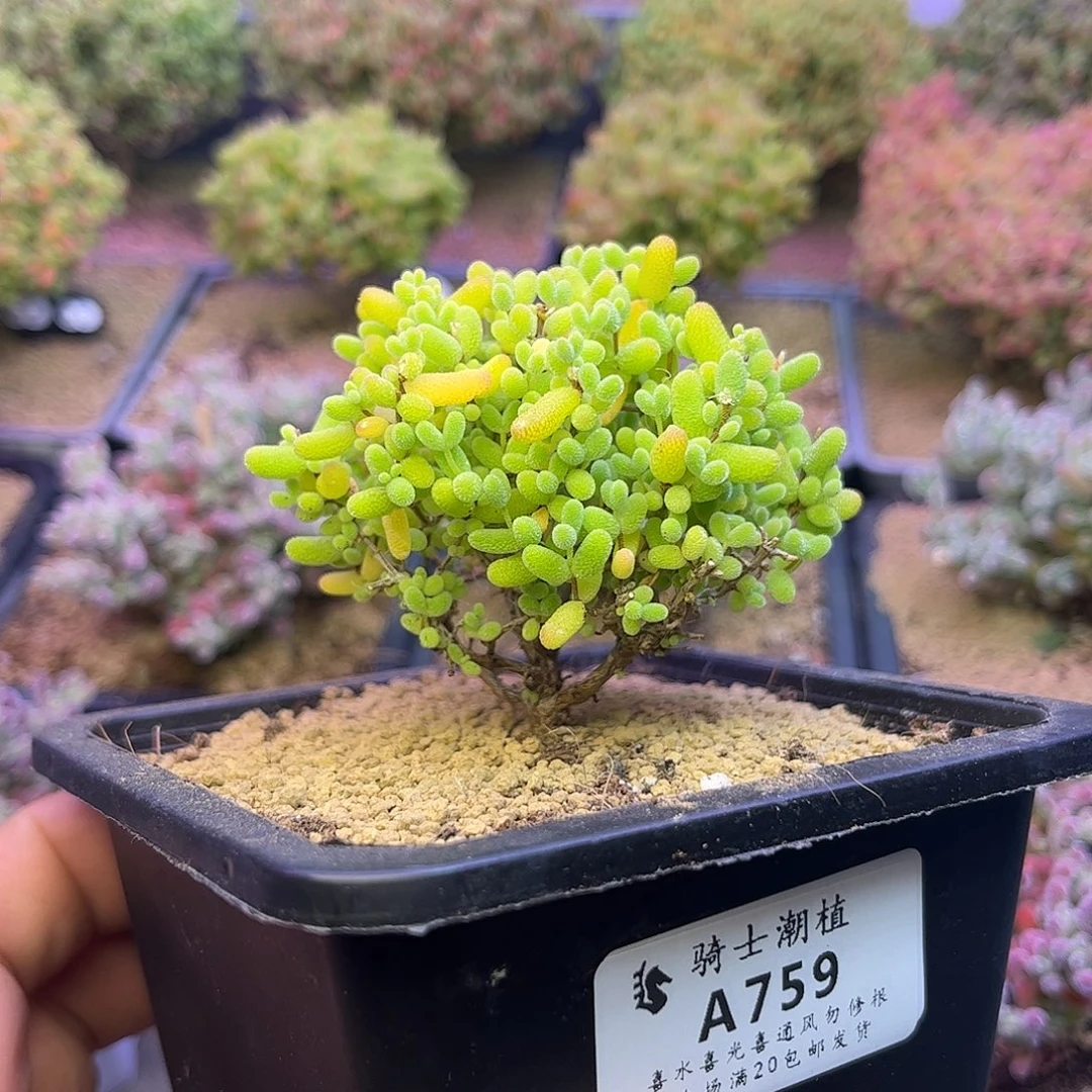 759蜜橘糖球枝干番杏