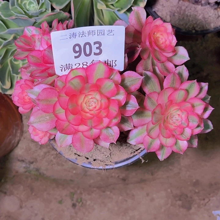 ╰****づ903荔枝多肉植物