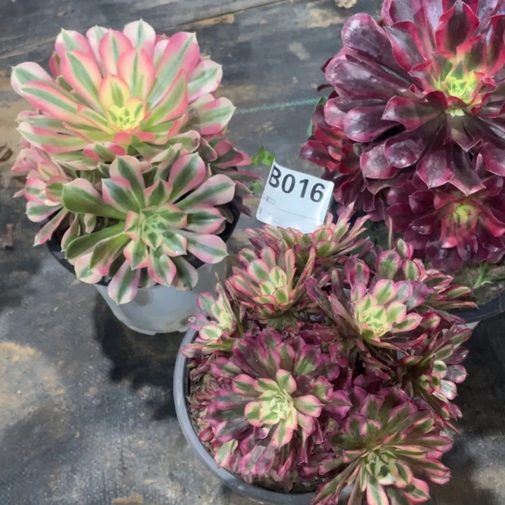 016三颗11111多肉