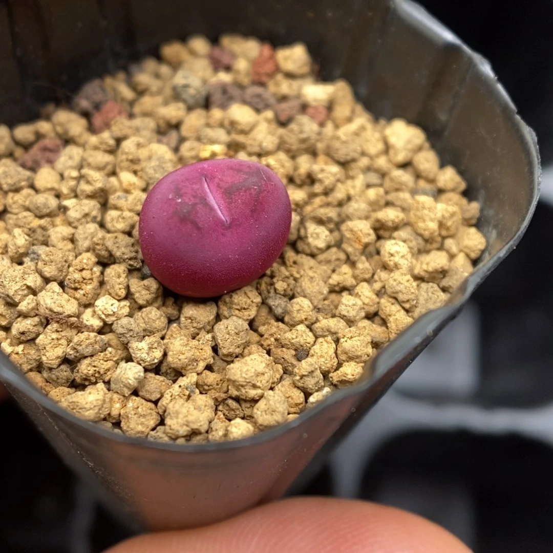 多肉植物K-785（1.9）吕墨