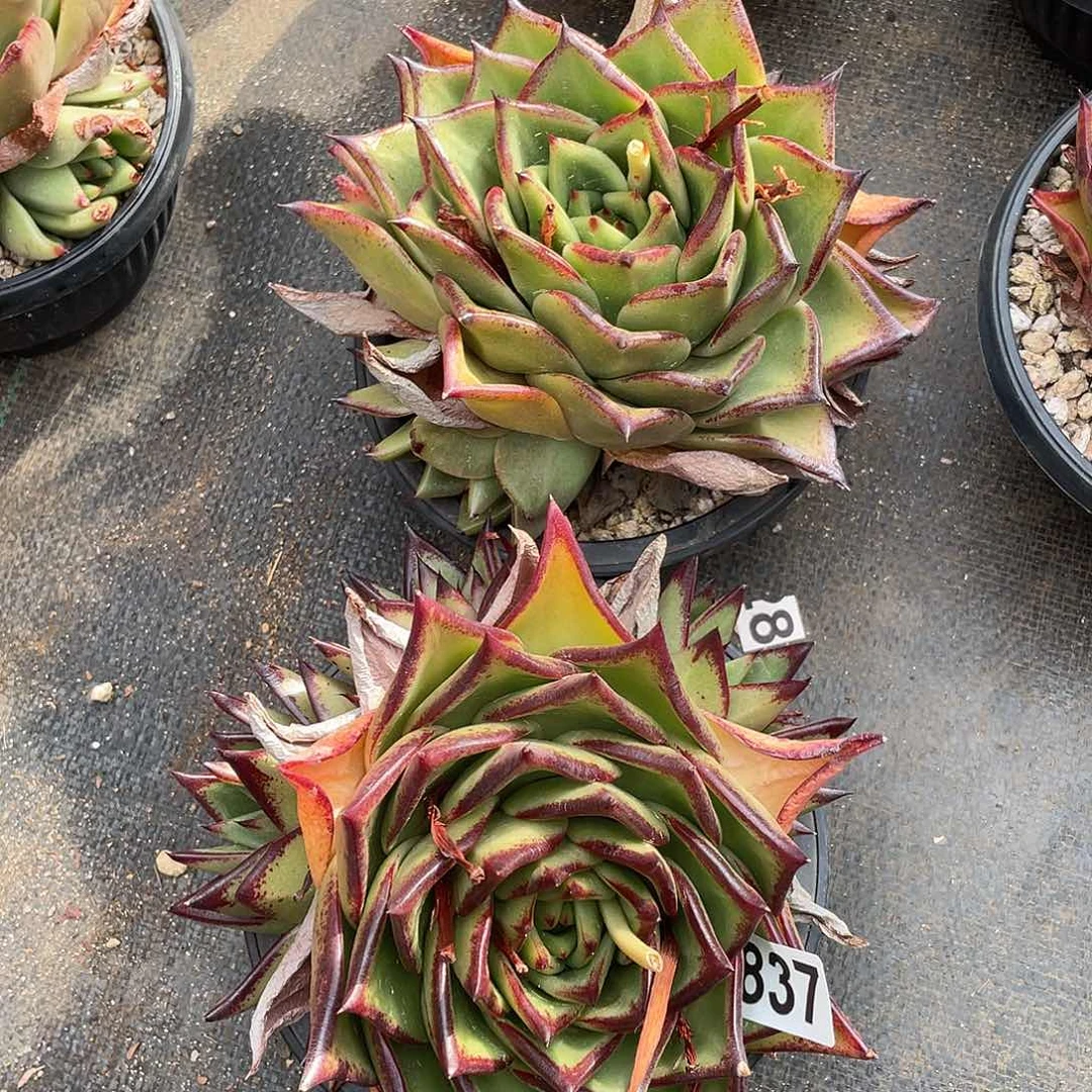 6****➕若如东云组拍837