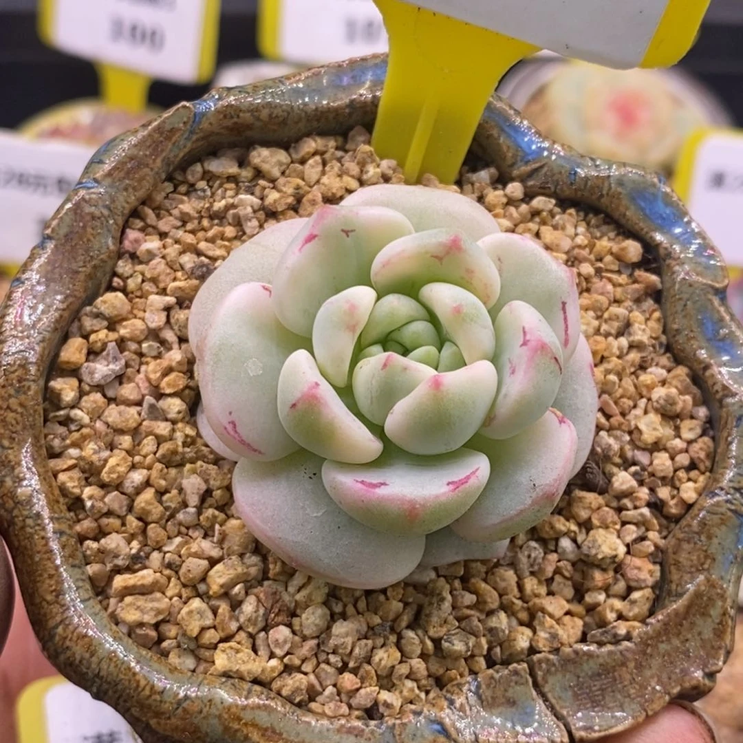 2138香草富轮锦多肉