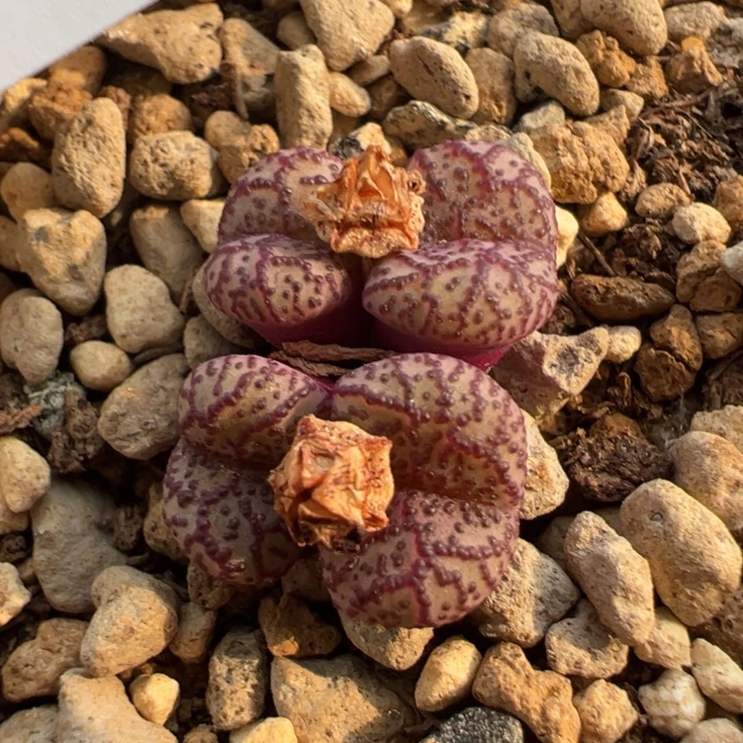 1090/   捡漏场。