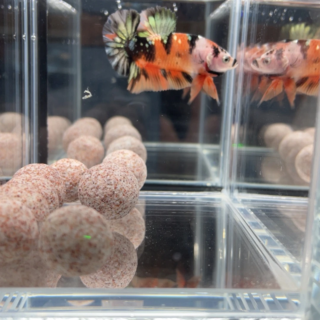 斗鱼12.28 将军 04