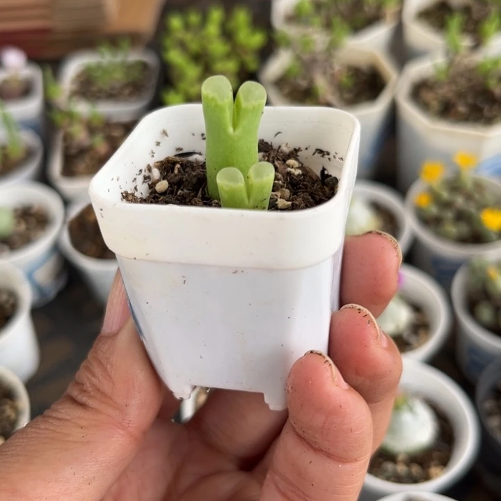 026 风铃多肉植物