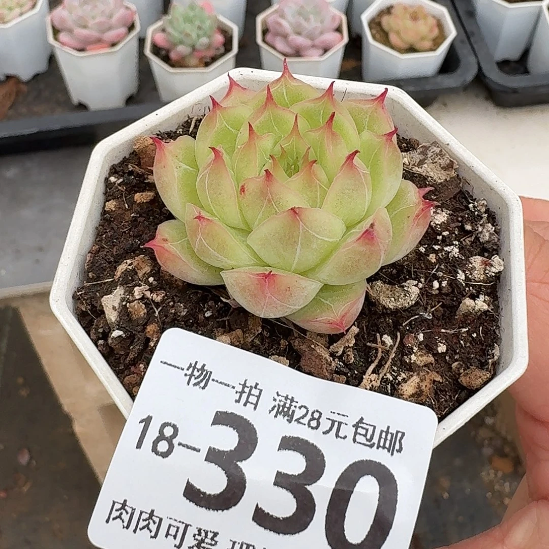 莲华无盆土发货发