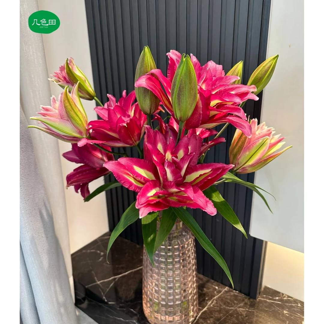 2头蕾哈娜----重瓣百合云南直发鲜花云南花插花鲜花