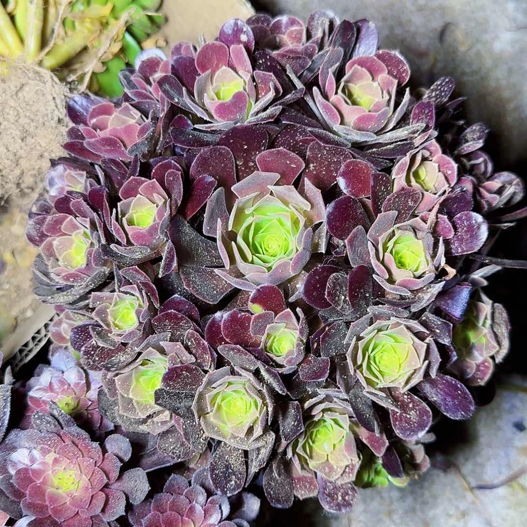 欧版紫羊绒满20包邮