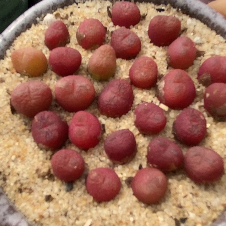 吕氏甜杏sp一颗     买2送1