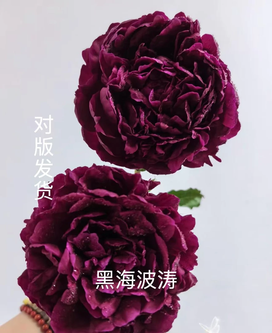 【芍药】重瓣观赏大花芍药浓香型